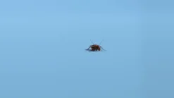 BugMD™ Essential Pest Control - Safe and Effective Pest Elimination